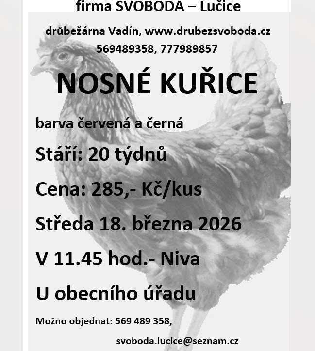 kuřice