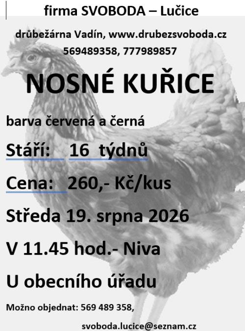 kuřice